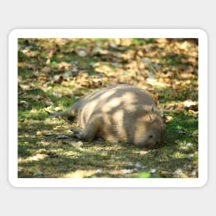 Cute Napping Capybara in the Summer Sun Sticker